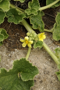 Sprutgurka, Ecballium elaterium