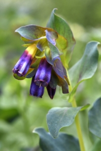 Stor vaxblomma, Cerinthe major, vaxblomma