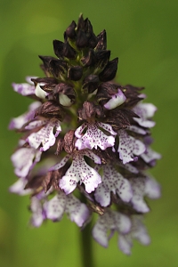 Stornycklar, Orchis purpurea