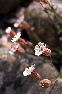 Strandglim, Silene uniflora ssp. uniflora