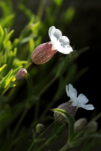 Strandglim, Silene uniflora ssp. uniflora