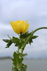 Strandvallmo, Glaucium flavum