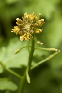 Sumpfräne, Rorippa palustris