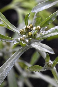 Sumpnoppa, Gnaphalium uliginosum