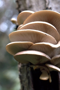 Ostronmussling, Pleurotus ostreatus, ostronskivling