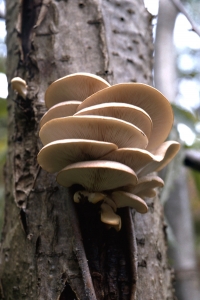 Ostronmussling, Pleurotus ostreatus, ostronskivling