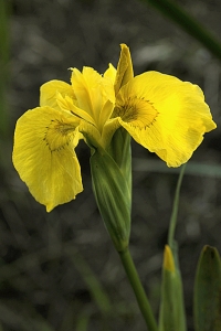 Svärdslilja, Iris pseudacorus
