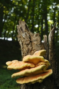Svavelticka, Laetiporus sulphureus