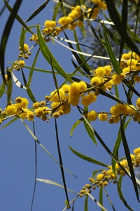 Tårakacia, Acasia saligna, akasia