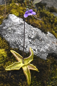 Tätört, Pinguicula vulgaris
