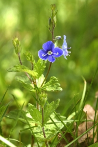 Teveronika, Veronica chamaedrys