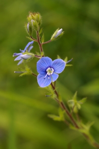 Teveronika, Veronica chamaedrys, Mormors glasögon, Teärenpris
