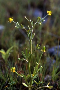 Tiggarranunkel, Ranunculus sceleratus