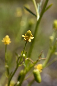 Tiggarranunkel, Ranunculus sceleratus