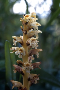 Tistelsnyltrot, Orobanche reticulata