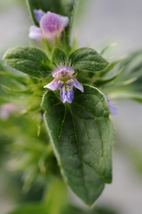 Toppdån, Galeopsis bifida