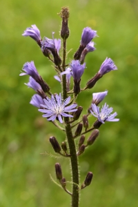 Torta, Cicerbita alpina, Lactuca alpina, Tolta, fjälltolta