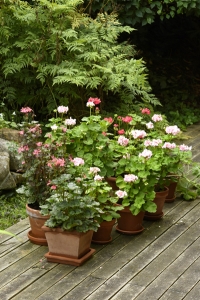 pelargon, pelargoner