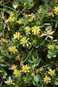 Trådklöver, Trifolium dubium