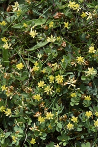 Trådklöver, Trifolium dubium