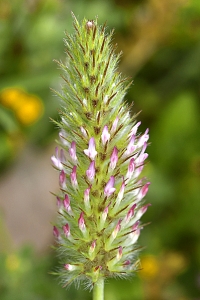 Trifolium infamia-ponertii