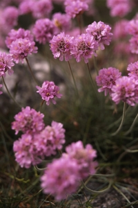 Trift, Armeria maritima