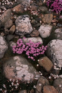 Trift, Armeria maritima