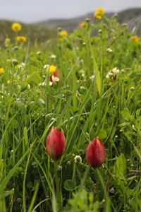 Tulpan, Tulipa doerfleri