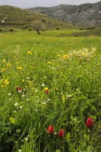 Tulpan, Tulipa doerfleri