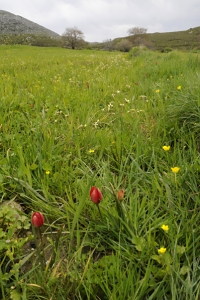 Tulpan, Tulipa doerfleri