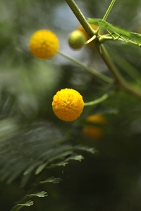 Vachellia macracanha, acacia