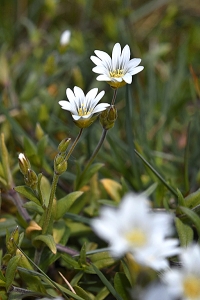 Vårarv, Cerastium semidecandrum