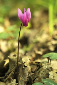Vårcyklamen, Cyclamen repandum
