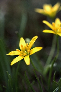 Vårlök, Gagea lutea, allmän vårlök