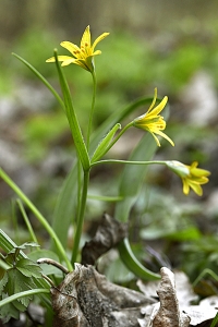 Vårlök, Gagea lutea, allmän vårlök