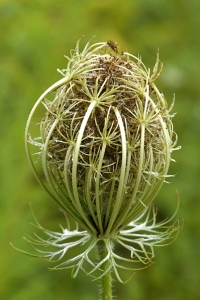 Vildmorot, Daucus carota 