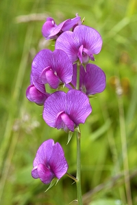Vingvial, Lathyrus latifolius ssp. heterophyllus