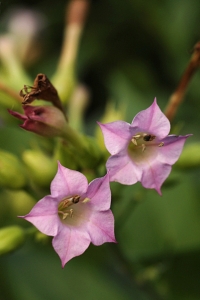 Virginiatobak, Nicotiana tabacum