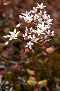 Vit fetknopp, Sedum album